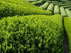 vietnams tea makes global recovery