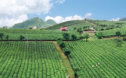 vietnam is investors winning cup of tea