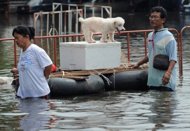 Web helps Bangkok's flood-hit pets find relief