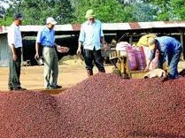 coffee export earns 23 billion