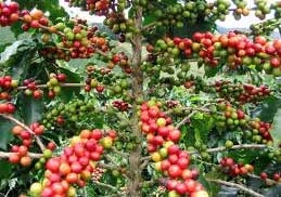 vietnam eyes record high coffee exports