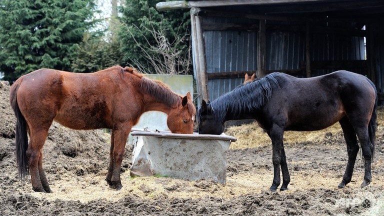 france makes 21 arrests in new horsemeat scandal