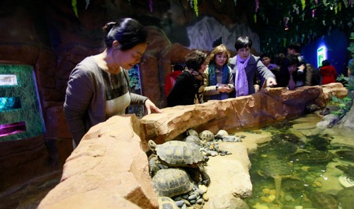 The sea turtles at the aquarium, Vietnam's biggest one.<br /><span>Tuoi Tre</span>