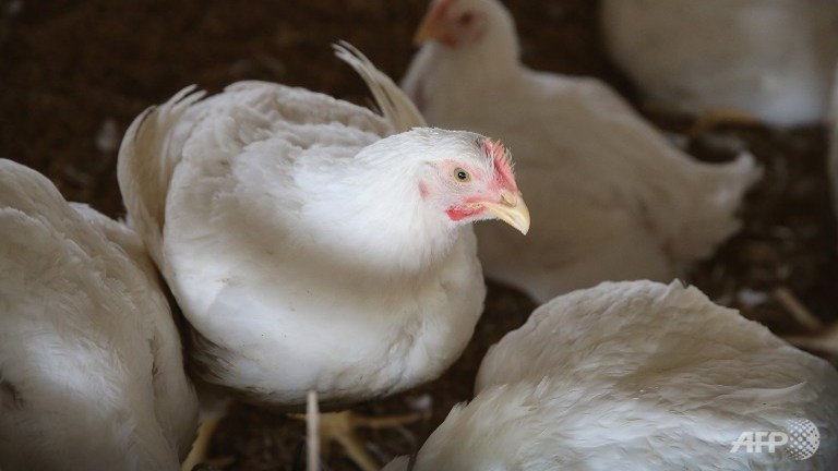 bird flu found at two farms in canada