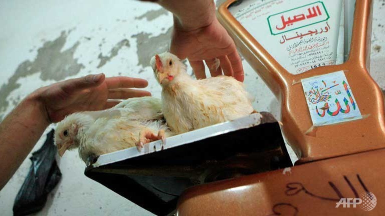 Egypt Reports Four New Bird Flu Deaths