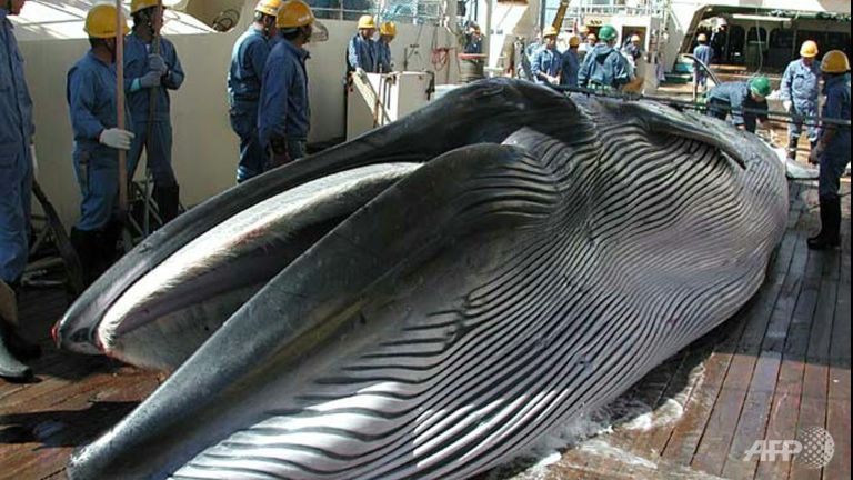 new zealand and australia lead japan whaling protest