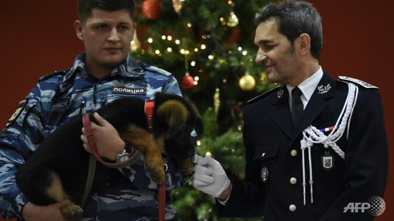 puppy love russias gift to france replaces slain police dog