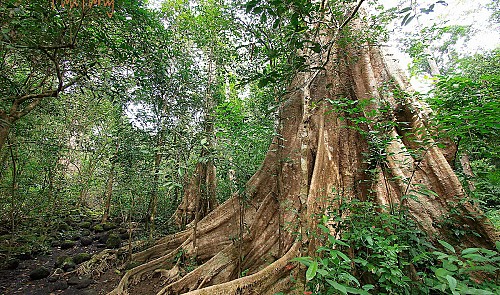 vietnam province says no to road cutting through cat tien national park