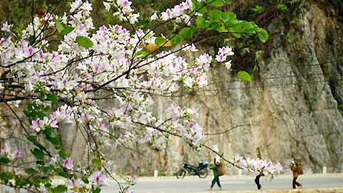 northwestern province prepares for flower festival hinh 0