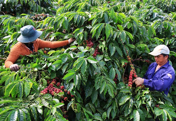 central province vows to facilitate coffee exporters