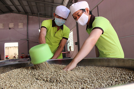 indian company to establish 50 million coffee plant in vietnam