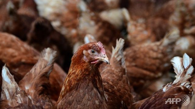 13500 turkeys culled after bird flu found on german farm