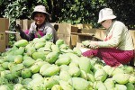 international know how to help local fruit exports
