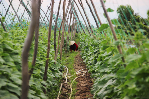 Da Nang seeks hi-tech farm funds