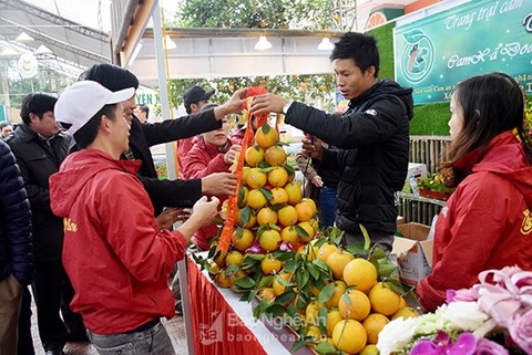 Nghe An Province promotes Vinh orange brand