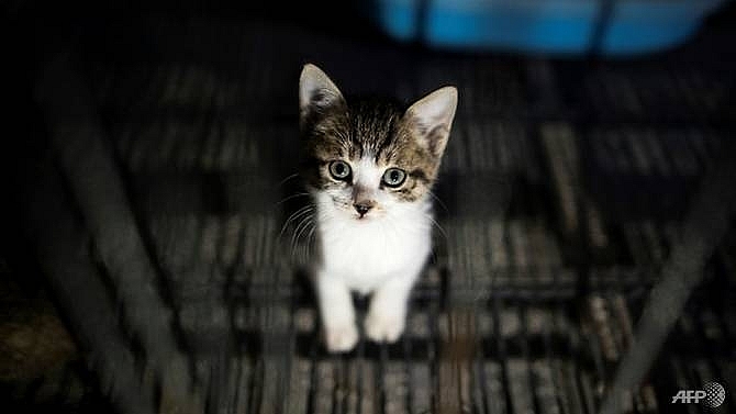 britain bans puppy and kitten sales by pet shops