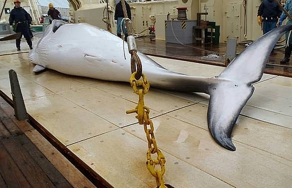 japan bolts whaling commission but tensions may ease