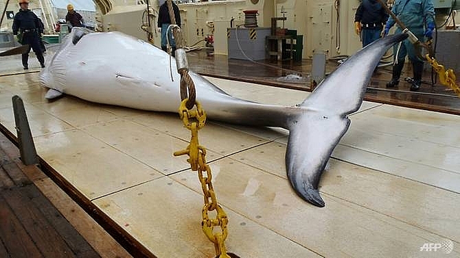 japan bolts whaling commission but tensions may ease