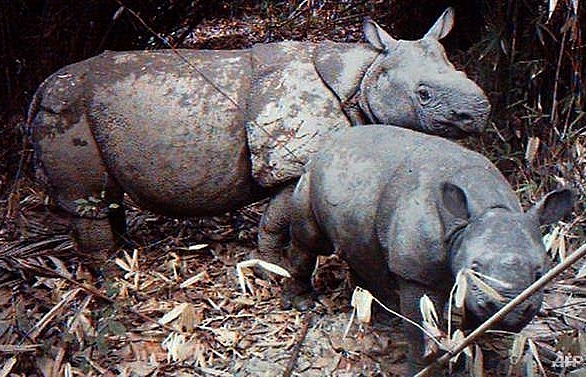 Indonesia tsunami raises fears for endangered Javan rhino