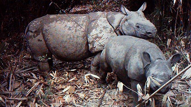 indonesia tsunami raises fears for endangered javan rhino