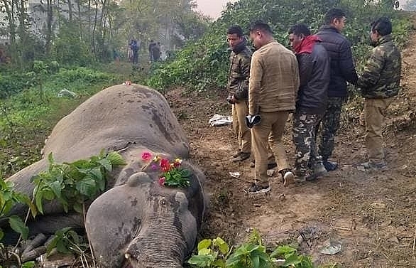 Train kills two elephants in India