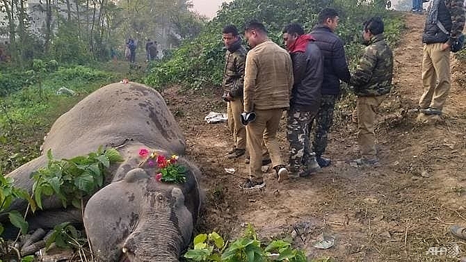 train kills two elephants in india