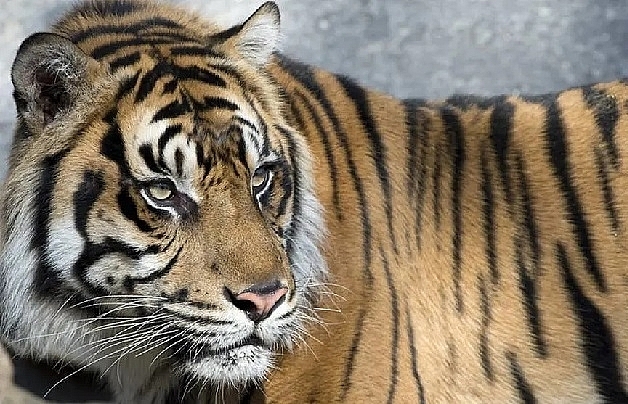 sumatran tiger kills farmer in indonesia