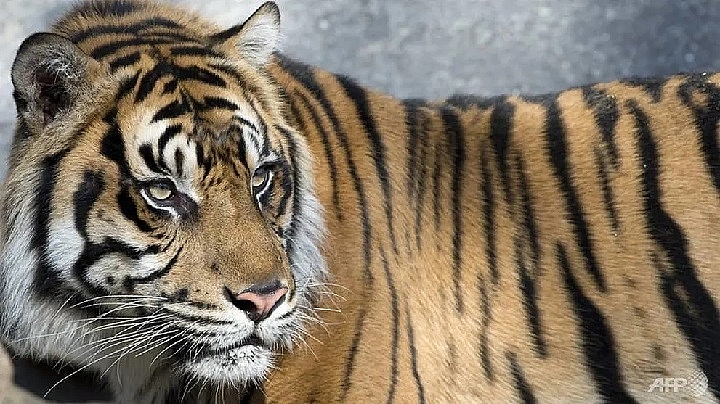 sumatran tiger kills farmer in indonesia