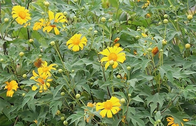 "Yellow" season in Basalt land