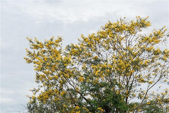 yellow season in basalt land