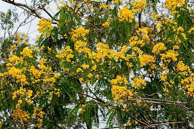 yellow season in basalt land