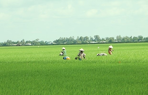 Mekong Delta may face more serious saline intrusion this dry season