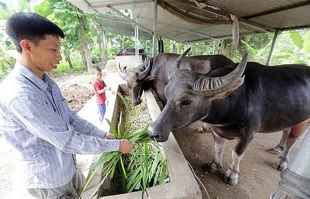 Vietnam seeks to develop modern livestock industry
