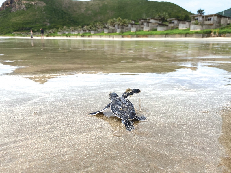 con dao island a serene home for precious turtles