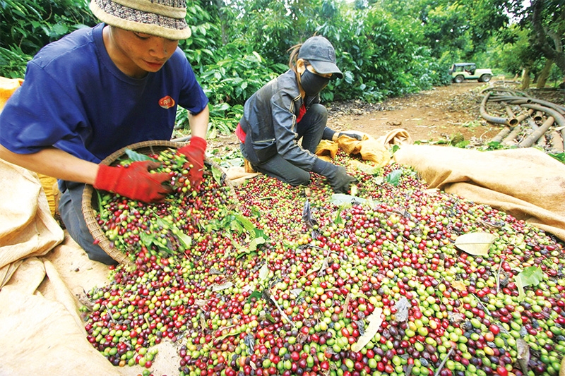 1524 p18 corralling coffee production towards higher sustainability
