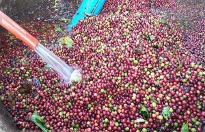 Vietnam develops high-quality coffee