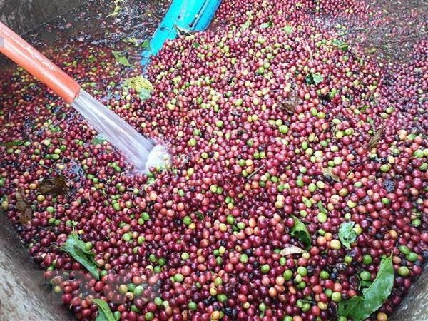 vietnam develops high quality coffee