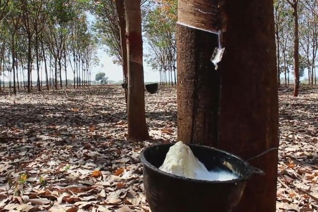 Rubber hits price stability as exporters cast net wider