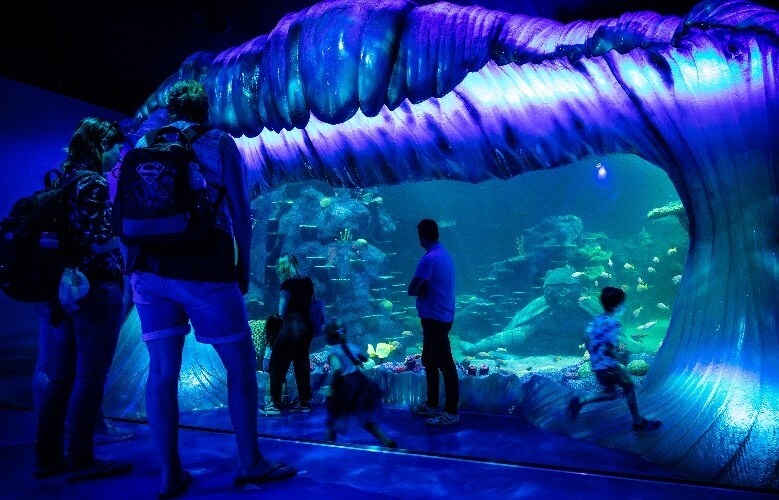 Dive Into SEA LIFE Sydney Aquarium