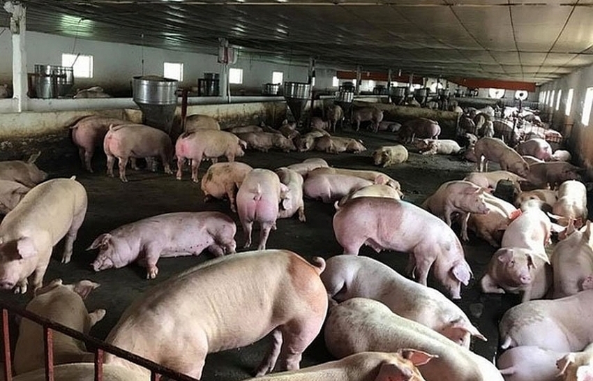 C.P Vietnam may be impacted by African swine fever