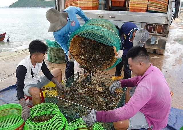 First lobster festival to be organised in Phu Yen in July