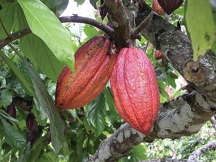 belgium supports vietnams unique cocoa to take its spot in world market