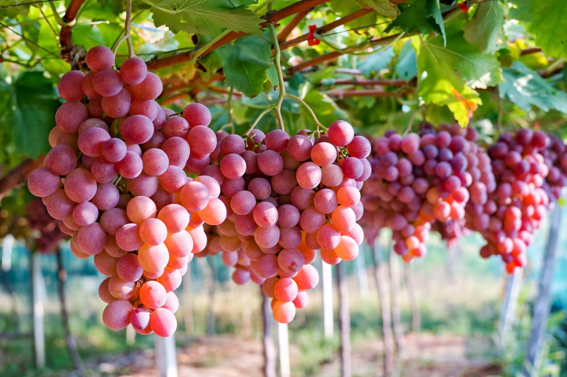 Vietnam grows as key importer of Australian grapes