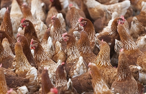 Avian flu outbreaks in early 2018