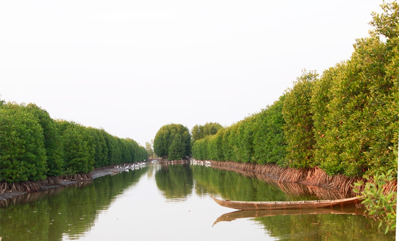 Generate 150ha mangrove forest in Mui Ca Mau National Park to fight climate change