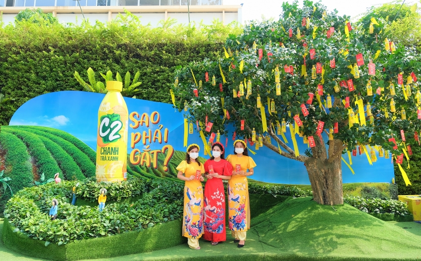 giant ancient tea tree becomes spotlight for tet festival 2021