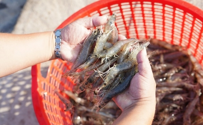 shrimp exporters plan strategies to boost year end growth