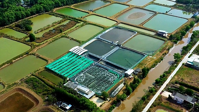 grobest supports shrimp farmers to adopt intensive production with gro farm technology