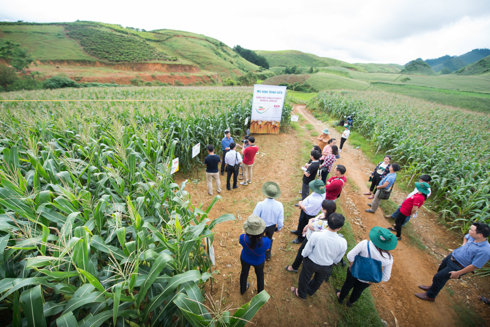 Local authorities draw up solutions to help corn farmers in Son La