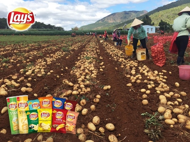 PepsiCo Foods Vietnam expands international quality potato cultivation project